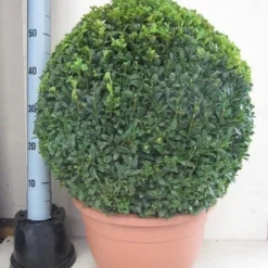 Buxusbol (Buxus Sempervirens, Bolvorm) -Aanbiedingen Tuin Verrassing Winkel buxus 50 cm bol