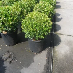 Buxus Meeneemhaag (Buxus Microphylla 'Faulkner') -Aanbiedingen Tuin Verrassing Winkel buxus microphylla faulkner bol 25 30