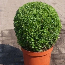 Buxusbol (Buxus Sempervirens, Bolvorm) -Aanbiedingen Tuin Verrassing Winkel buxus sempervirens bol