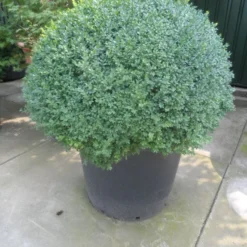 Buxusbol (Buxus Sempervirens, Bolvorm) -Aanbiedingen Tuin Verrassing Winkel buxus sempervirens bol 100 120 140 c350