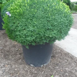 Buxusbol (Buxus Sempervirens, Bolvorm) -Aanbiedingen Tuin Verrassing Winkel buxus sempervirens bol 120 130
