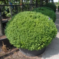 Buxusbol (Buxus Sempervirens, Bolvorm) -Aanbiedingen Tuin Verrassing Winkel buxus sempervirens bol 120 140