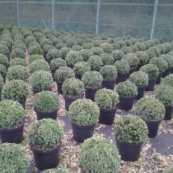 Buxusbol (Buxus Sempervirens, Bolvorm) -Aanbiedingen Tuin Verrassing Winkel buxus sempervirens bol 20 25 30 c7 10