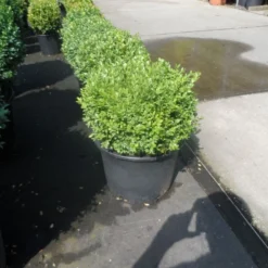 Buxusbol (Buxus Sempervirens, Bolvorm) -Aanbiedingen Tuin Verrassing Winkel buxus sempervirens bol 25 30