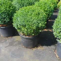 Buxusbol (Buxus Sempervirens, Bolvorm) -Aanbiedingen Tuin Verrassing Winkel buxus sempervirens bol 40 50