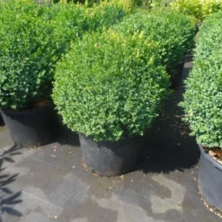 Buxusbol (Buxus Sempervirens, Bolvorm) -Aanbiedingen Tuin Verrassing Winkel buxus sempervirens bol 50 60