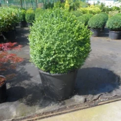 Buxusbol (Buxus Sempervirens, Bolvorm) -Aanbiedingen Tuin Verrassing Winkel buxus sempervirens bol 70 80