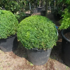 Buxusbol (Buxus Sempervirens, Bolvorm) -Aanbiedingen Tuin Verrassing Winkel buxus sempervirens bol 80 90 c110