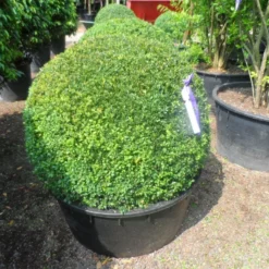 Buxusbol (Buxus Sempervirens, Bolvorm) -Aanbiedingen Tuin Verrassing Winkel buxus sempervirens bol 90 100 c200