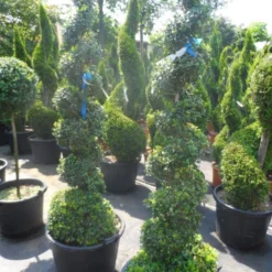 Buxus Als Spiraal (Buxus Sempervirens) -Aanbiedingen Tuin Verrassing Winkel buxus sempervirens spiraal 150 175 c50 70