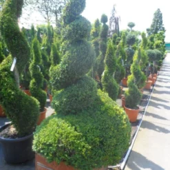 Buxus Als Spiraal (Buxus Sempervirens) -Aanbiedingen Tuin Verrassing Winkel buxus sempervirens spiraal 150 175 houten bak extra dik