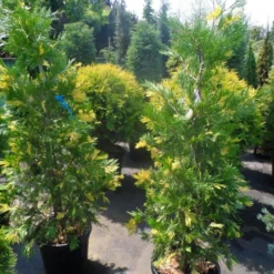 Bonte Libocedrus (Calocedrus Decurrens 'Aureovariegata') -Aanbiedingen Tuin Verrassing Winkel calocedrus decurrens aureovariegata 125 150 175