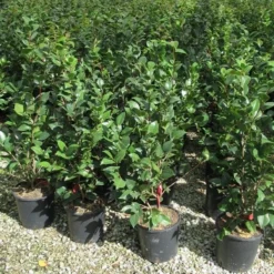 Camelia (Camellia 'Debbie') -Aanbiedingen Tuin Verrassing Winkel camellia 3