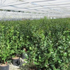 Camelia (Camellia 'Debbie') -Aanbiedingen Tuin Verrassing Winkel camellia 4