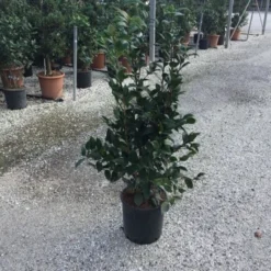 Camellia (Camellia Japonica 'Black Lace') -Aanbiedingen Tuin Verrassing Winkel camellia black lace c12