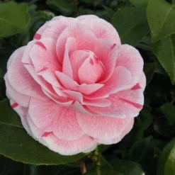 Camelia (Camellia Japonica 'Bonomiana') -Aanbiedingen Tuin Verrassing Winkel camellia bonomiana