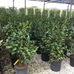 Camelia (Camellia 'Debbie') -Aanbiedingen Tuin Verrassing Winkel camellia c12