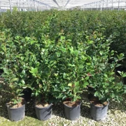 Camelia (Camellia 'Debbie') -Aanbiedingen Tuin Verrassing Winkel camellia c7 2