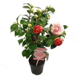 Camelia (Camellia Japonica 'Bonomiana') -Aanbiedingen Tuin Verrassing Winkel camellia jap. bonomiana p15