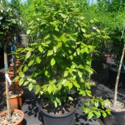 Camelia Als Leivorm (Camellia Japonica) -Aanbiedingen Tuin Verrassing Winkel camellia japonica 125 150 175 c50