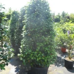 Camelia (Camellia, Rood) -Aanbiedingen Tuin Verrassing Winkel camellia japonica 175 200 1 1