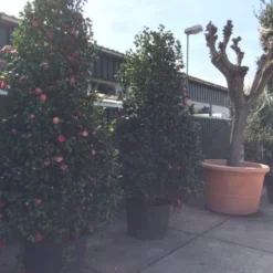 Camelia (Camellia, Rose) 19 Camelia (Camellia, Rose) -Aanbiedingen Tuin Verrassing Winkel camellia japonica 200 250 300 extra 1