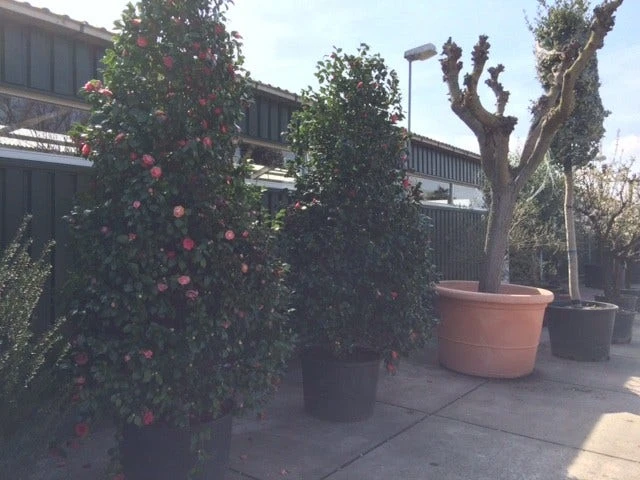 Camelia (Camellia, Rose) 10 Camelia (Camellia, Rose) - Afbeelding 10