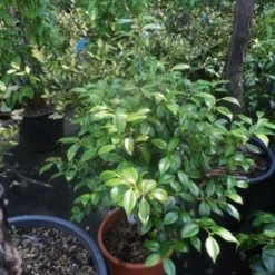 Camelia (Camellia, Rose) 18 Camelia (Camellia, Rose) -Aanbiedingen Tuin Verrassing Winkel camellia japonica 60 80 c20 25 1 2