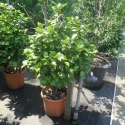 Camelia (Camellia 'Debbie') -Aanbiedingen Tuin Verrassing Winkel camellia japonica 80 100 1 1