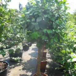 Camelia Op Stam (Camellia Japonica) -Aanbiedingen Tuin Verrassing Winkel camellia japonica halfstam c35 50