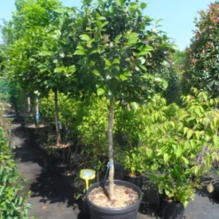 Camelia Op Stam (Camellia Japonica) -Aanbiedingen Tuin Verrassing Winkel camellia japonica halfstam c70 extra