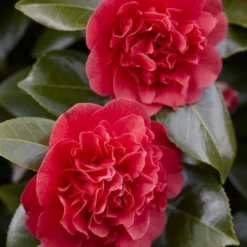 Camelia (Camellia Japonica 'Kramer's Supreme')