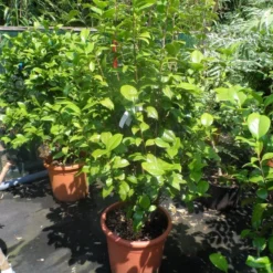 Camelia (Camellia, Rood) -Aanbiedingen Tuin Verrassing Winkel camellia japonica wit 80 100 125