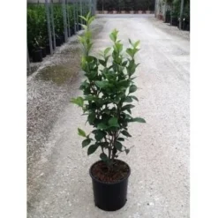 Camelia (Camellia Japonica ‘Perfection White’) -Aanbiedingen Tuin Verrassing Winkel camellia perfection white c7