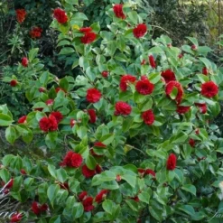 Camellia (Camellia Japonica 'Black Lace') -Aanbiedingen Tuin Verrassing Winkel camellia ret. black lace 1