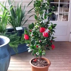 Camellia (Camellia Japonica 'Black Lace') -Aanbiedingen Tuin Verrassing Winkel camellia ret. black lace 2