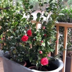 Camellia (Camellia Japonica 'Black Lace') -Aanbiedingen Tuin Verrassing Winkel camellia ret. black lace 3