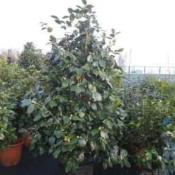 Camelia (Camellia, Rood) -Aanbiedingen Tuin Verrassing Winkel camellia rood 175 200cm