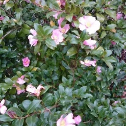 Camelia Als Boom (Camellia Sasanqua) -Aanbiedingen Tuin Verrassing Winkel camellia sasangua 2 1