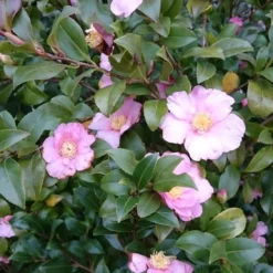 Camelia Als Bonsai (Camellia Sasanqua) -Aanbiedingen Tuin Verrassing Winkel camellia sasangua 3