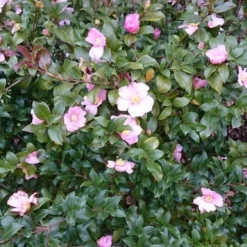 Camelia Als Bonsai (Camellia Sasanqua) -Aanbiedingen Tuin Verrassing Winkel camellia sasangua 4
