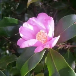 Camelia (Camellia Sasanqua) -Aanbiedingen Tuin Verrassing Winkel camellia sasanqua 1