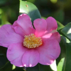 Camelia (Camellia Sasanqua) -Aanbiedingen Tuin Verrassing Winkel camellia sasanqua 2 1