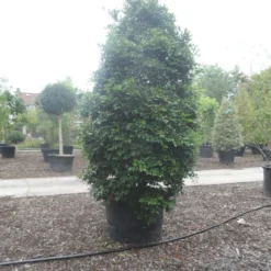 Camelia (Camellia Sasanqua) -Aanbiedingen Tuin Verrassing Winkel camellia sasanqua 300 350 c500