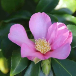 Camelia (Camellia Sasanqua) -Aanbiedingen Tuin Verrassing Winkel camellia sasanqua 3 1