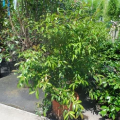 Camelia (Camellia Sasanqua) -Aanbiedingen Tuin Verrassing Winkel camellia sasanqua 60 80 100 c25