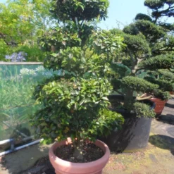 Camelia Als Bonsai (Camellia Sasanqua) -Aanbiedingen Tuin Verrassing Winkel camellia sasanqua bonsai 175 200