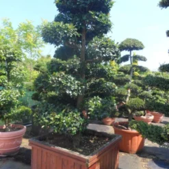 Camelia Als Bonsai (Camellia Sasanqua) -Aanbiedingen Tuin Verrassing Winkel camellia sasanqua bonsai 200 225 houten bak