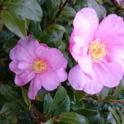 Camelia (Camellia Sasanqua) -Aanbiedingen Tuin Verrassing Winkel camellia tuin 2