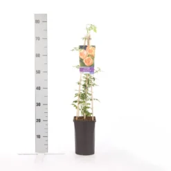 Trompetbloem (Campsis Radicans 'Flava') -Aanbiedingen Tuin Verrassing Winkel campsis radicans flava